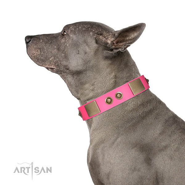 Comfortable wearing dog collar of leather with stunning decorations