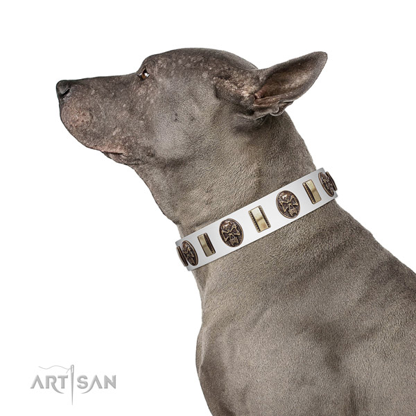 Leather dog collar with stylish design studs