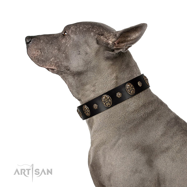 Comfy wearing dog collar of natural leather with incredible adornments