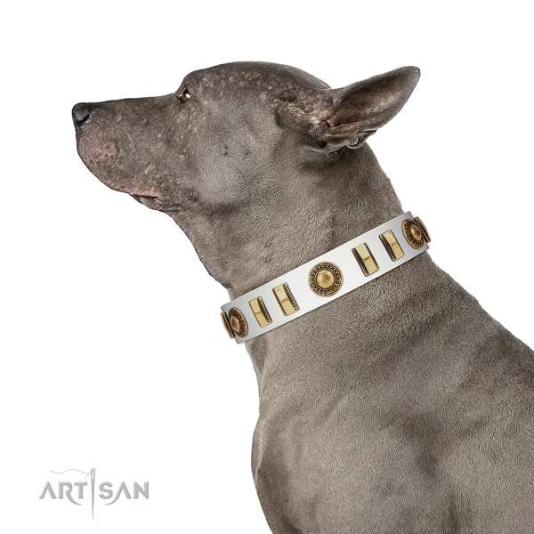 Significant natural leather dog collar with corrosion resistant hardware