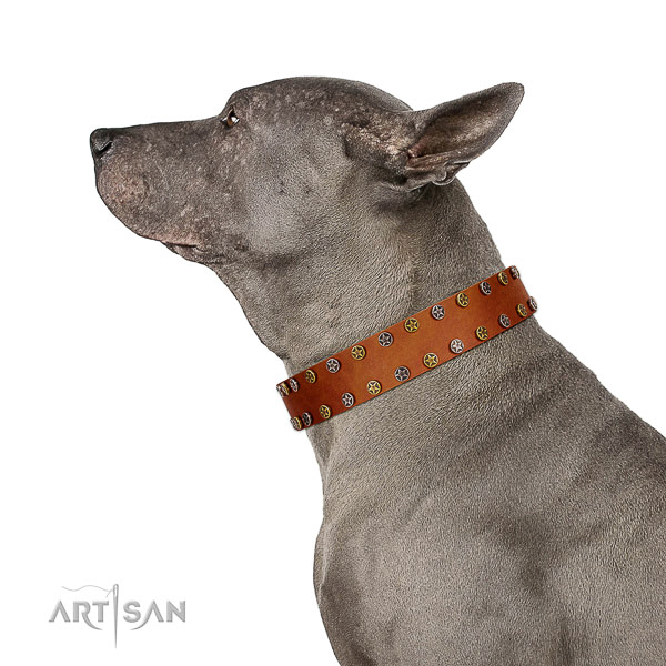 Comfy wearing soft to touch natural leather dog collar with studs