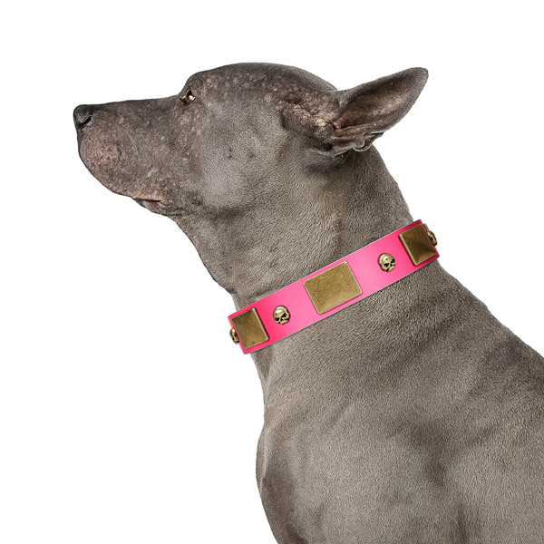 Top rate leather collar with rust resistant studs for your pet