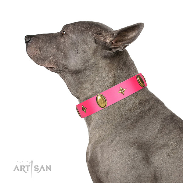Reliable full grain natural leather collar with stylish embellishments for your dog