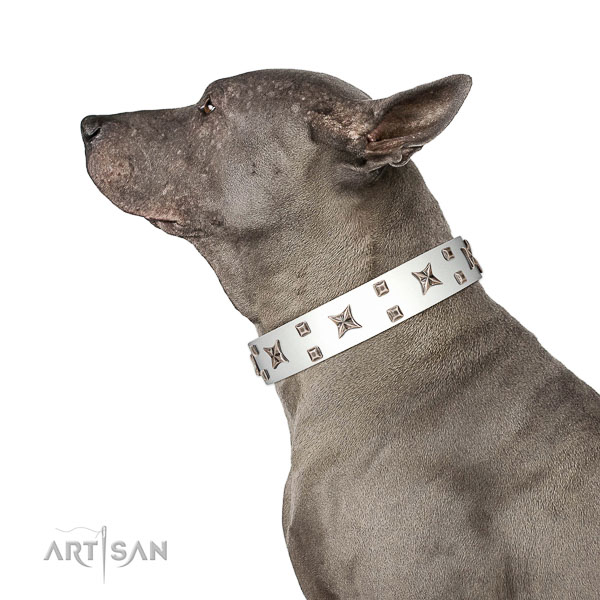 Quality natural leather dog collar with trendy decorations