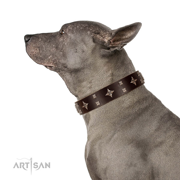 Natural leather dog collar of gentle to touch material with fashionable embellishments