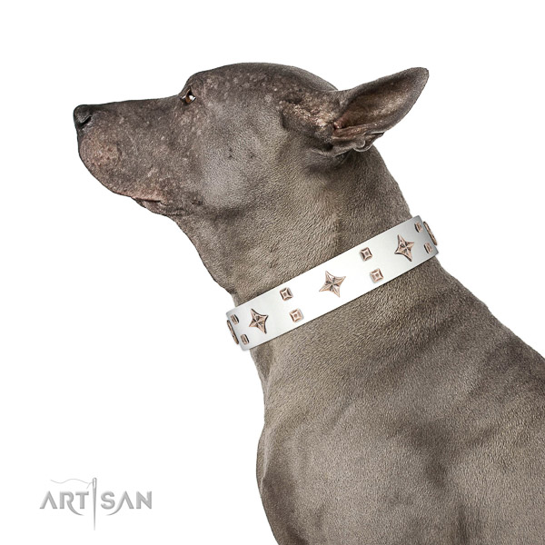 Genuine leather dog collar of top notch material with inimitable studs