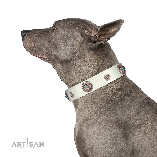 Easy wearing dog collar of leather with adornments