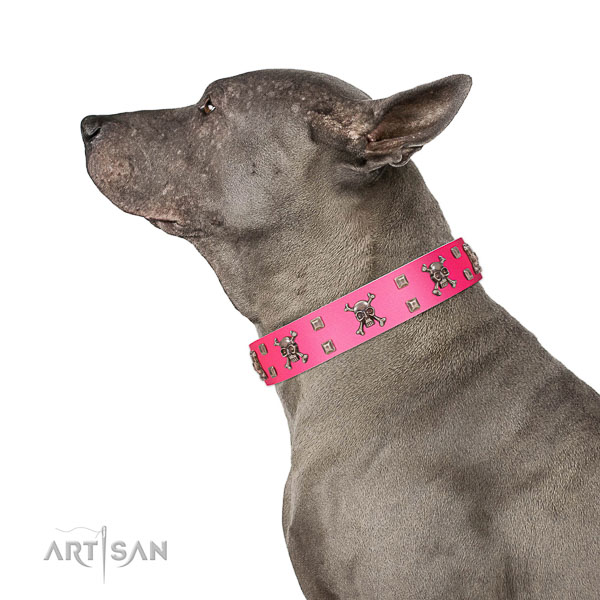 Leather dog collar with brass plated fittings for safe canine managing