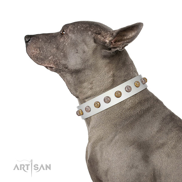 Embellished full grain natural leather dog collar with rust resistant hardware