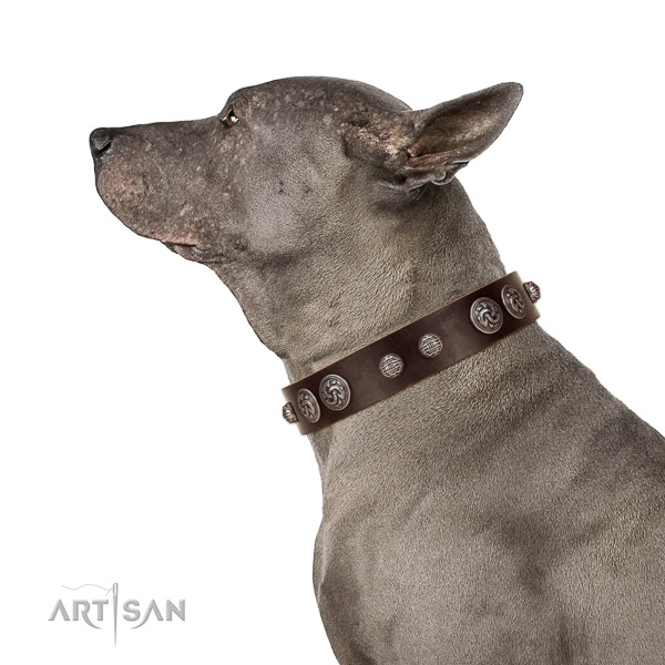 Comfy wearing top rate genuine leather dog collar with decorations