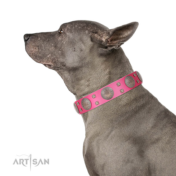 Gentle to touch full grain natural leather dog collar with corrosion resistant fittings