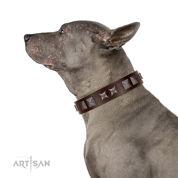 Full grain leather dog collar with impressive adornments handmade pet