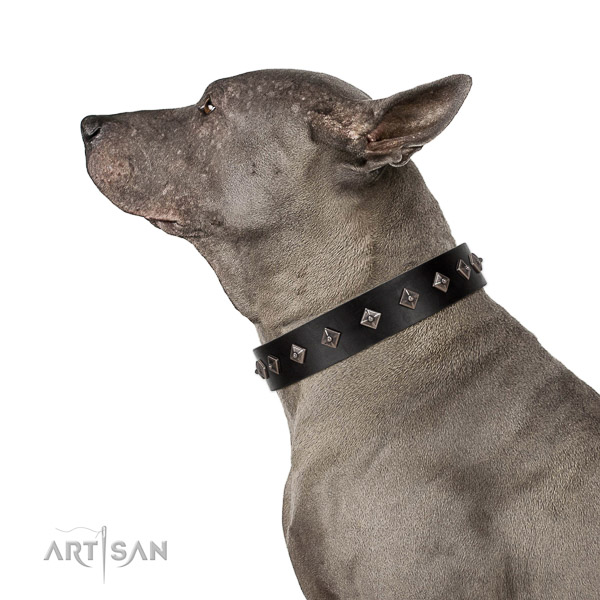 Leather dog collar with top notch adornments created dog