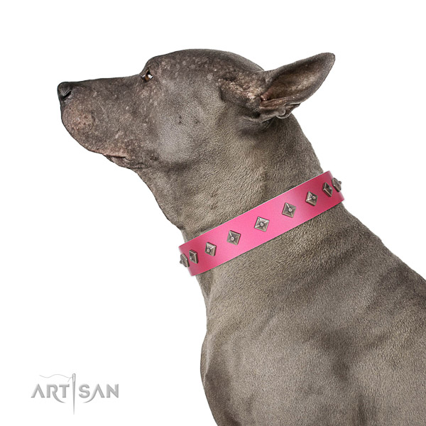 Natural leather dog collar with inimitable adornments made four-legged friend