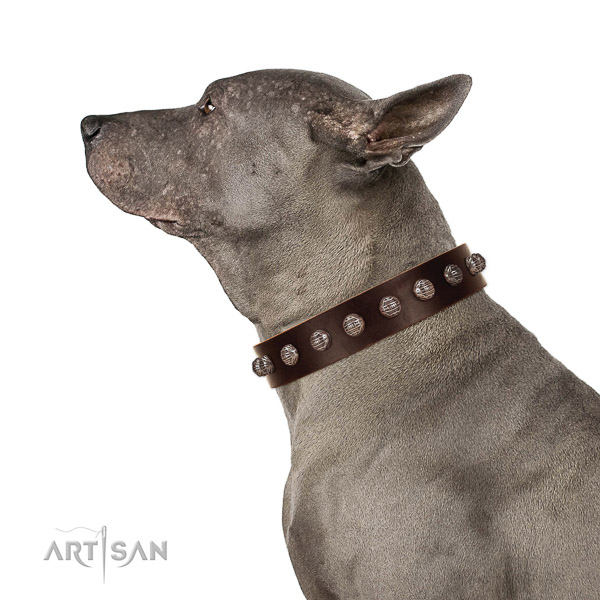 Natural leather dog collar with fashionable embellishments
