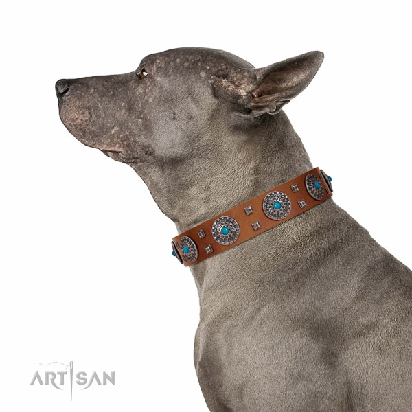 Comfy wearing genuine leather dog collar with stylish embellishments