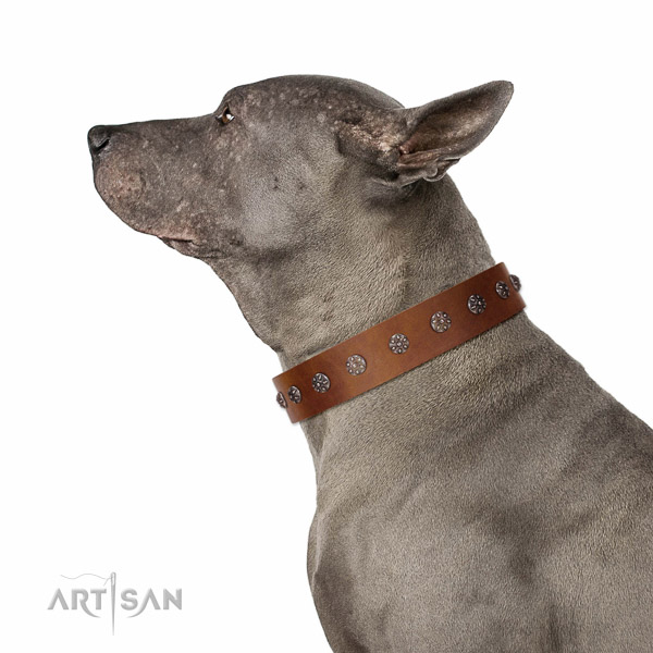 Reliable natural leather dog collar with embellishments for your dog