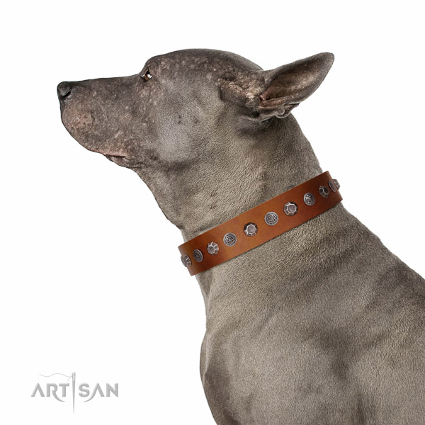 Adorned leather collar for walking your canine