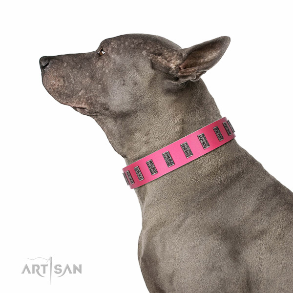 Rust-proof buckle on genuine leather dog collar for everyday walking your doggie