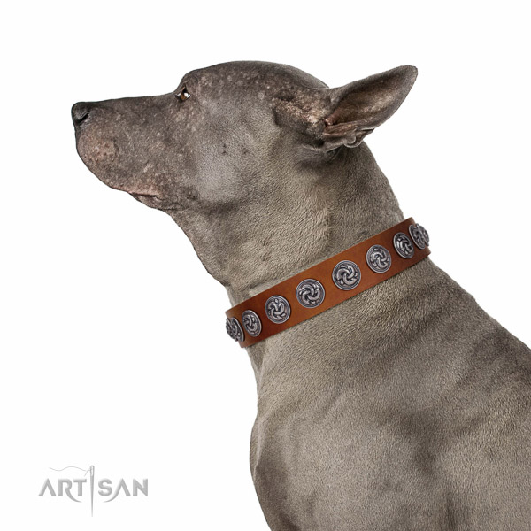 Handcrafted natural leather dog collar with rust resistant fittings