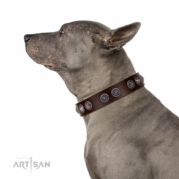 Exceptional full grain genuine leather dog collar with corrosion resistant D-ring
