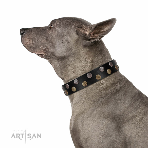 Flexible leather dog collar with embellishments for your beautiful canine