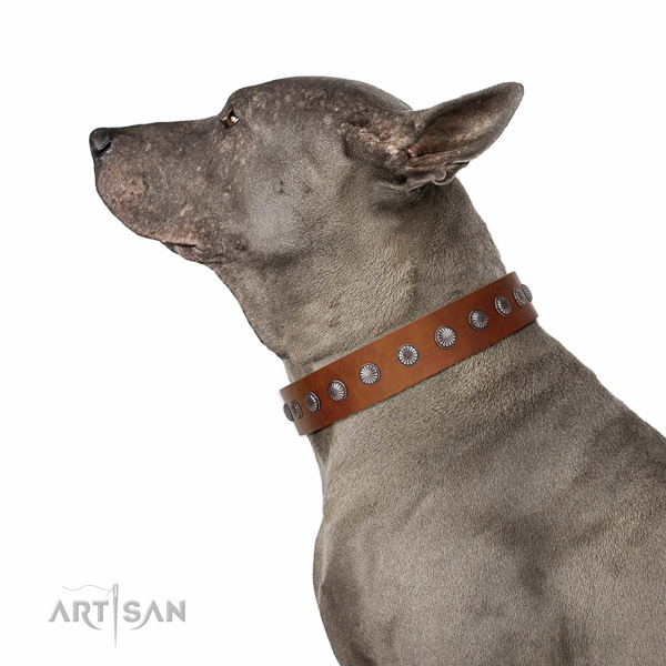 Soft to touch full grain leather dog collar with embellishments for daily walking