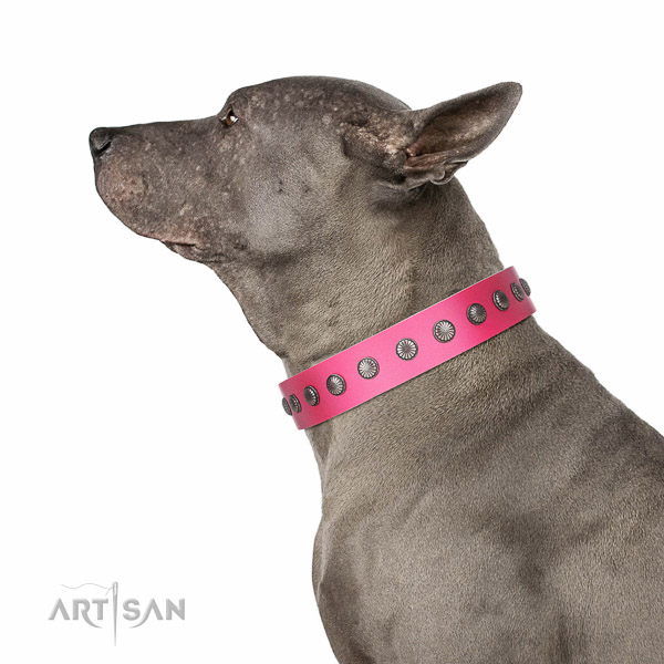 Genuine leather dog collar with stylish adornments crafted dog
