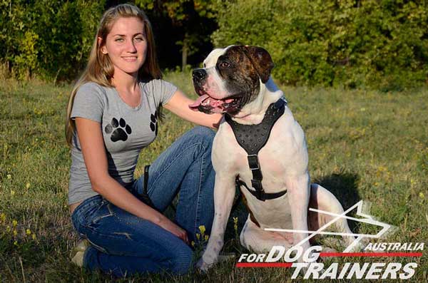 American Bulldog heavy duty Y-shaped  harness