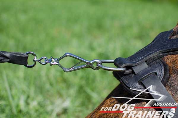 Boxer harness with strong hardware covered with nickel