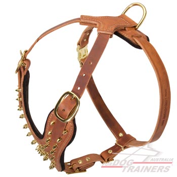Gorgeous Brass Hardware on Leather Dog Harness Padded 