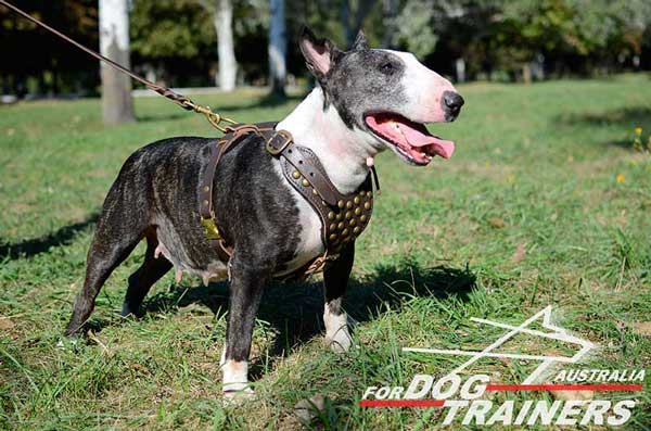 Bull Terrier Leather Harness for Pleasant Training