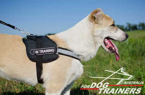 Central Asian Shepherd harness nylon for pleasant walking and training with id patches and reflective straps