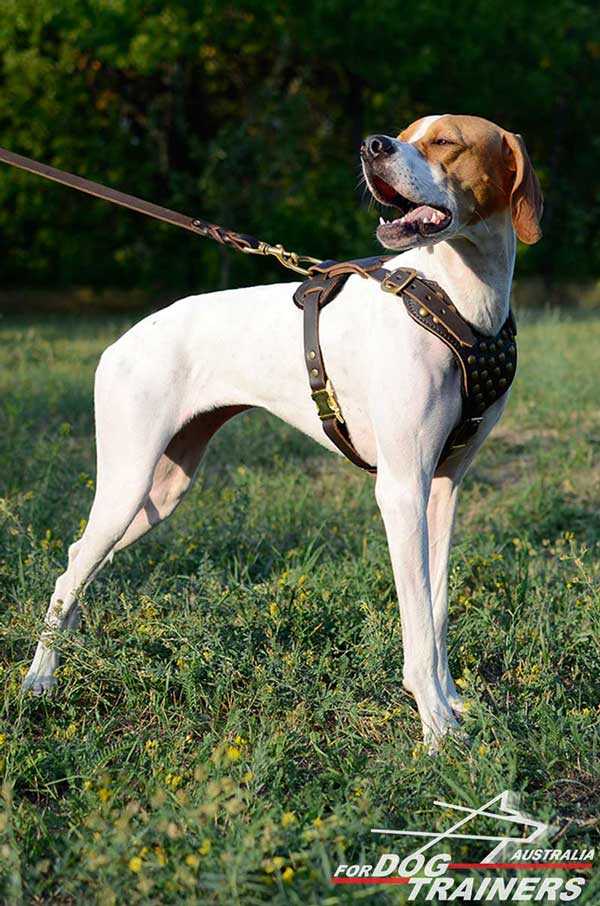 English Pointer Leather Harness with Brass Studs