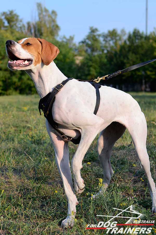 English Pointer Leather Tracking Harness Four Ways Adjuatable