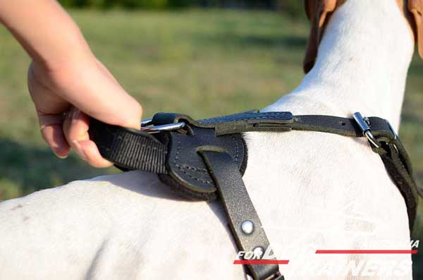 English Pointer harness with handle for everyday use