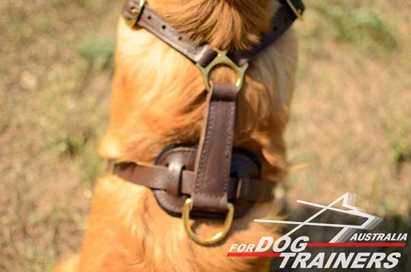 Harness for Golden Retriever equipped with durable D-ring for training with a leash