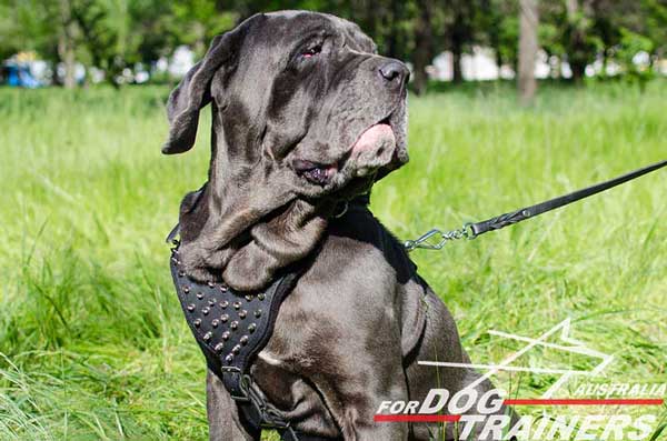 Mastino adorned harness made of leather