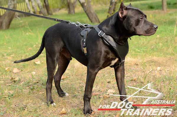 Pitbull leather harness of the highest quality