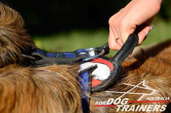 Quick grab handle of dog fashion harness