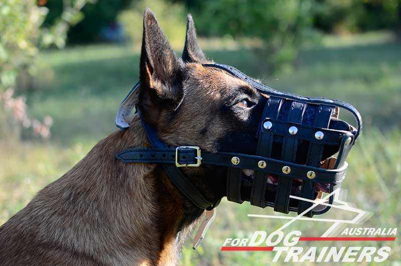 leather basket muzzle