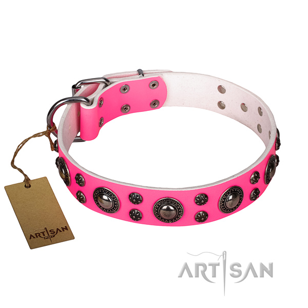 Comfy wearing dog collar of high quality full grain leather with studs