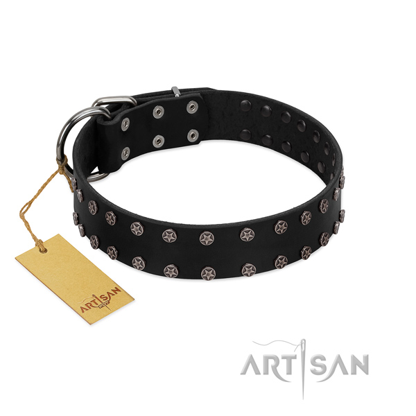 Stylish walking full grain natural leather dog collar with exquisite embellishments