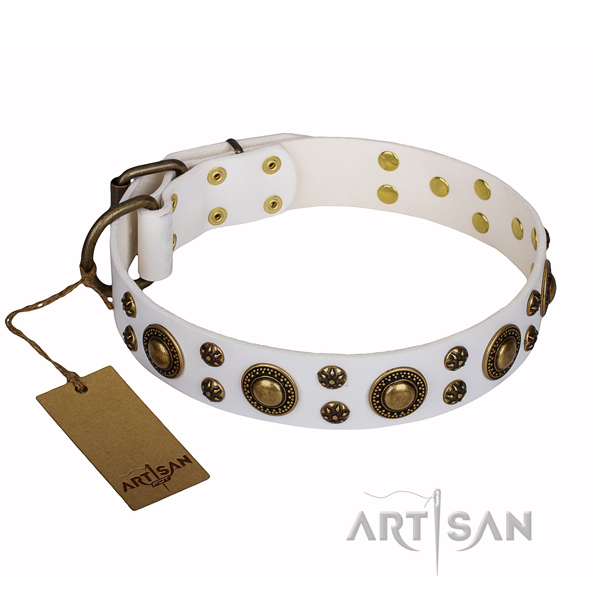 Basic training dog collar of top quality full grain genuine leather with studs