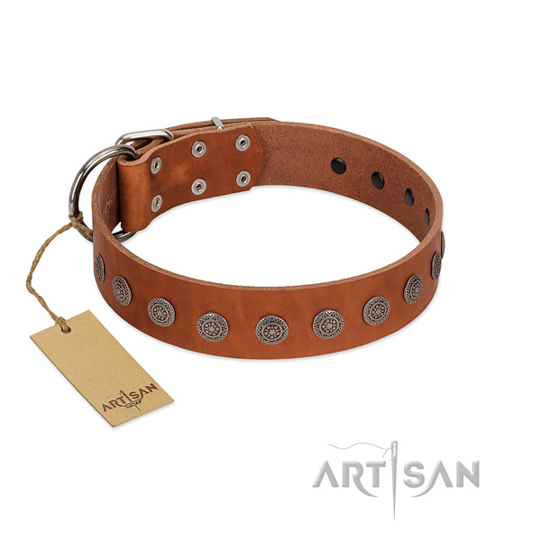 Exceptional studs on genuine leather collar for everyday walking your canine