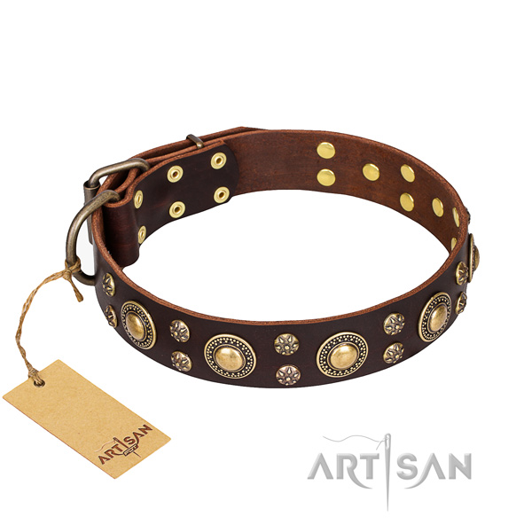 Fancy walking dog collar of top quality leather with embellishments