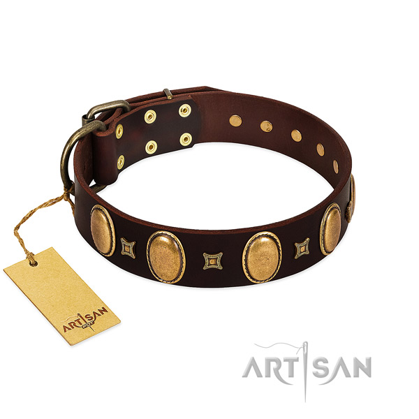 Full grain leather dog collar with incredible studs for fancy walking