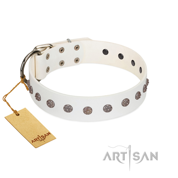 Everyday use natural leather dog collar with significant adornments