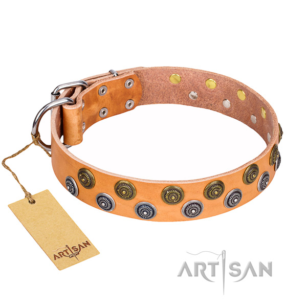 Stylish walking dog collar of reliable genuine leather with embellishments