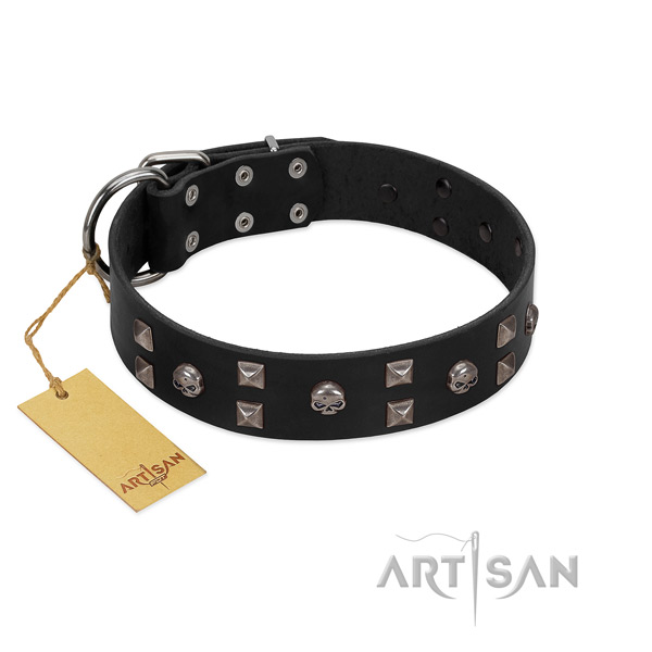 Basic training dog collar of natural leather with impressive studs